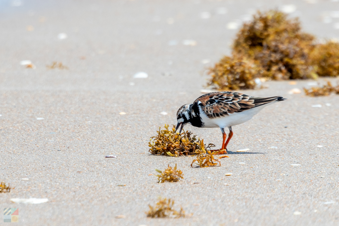 small bird eats on the beach