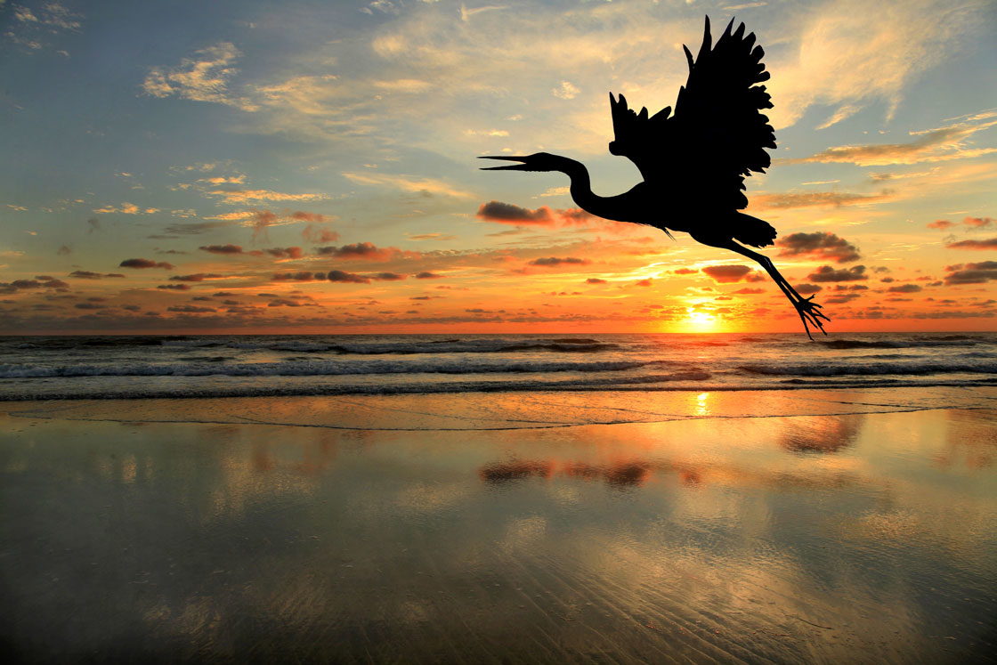 Outer Banks Birding - OuterBanks.com