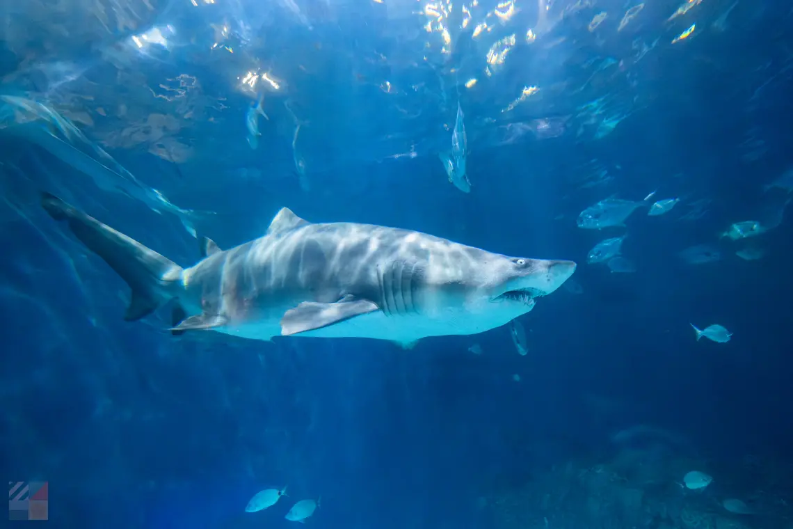 About Us - OuterBanks.com