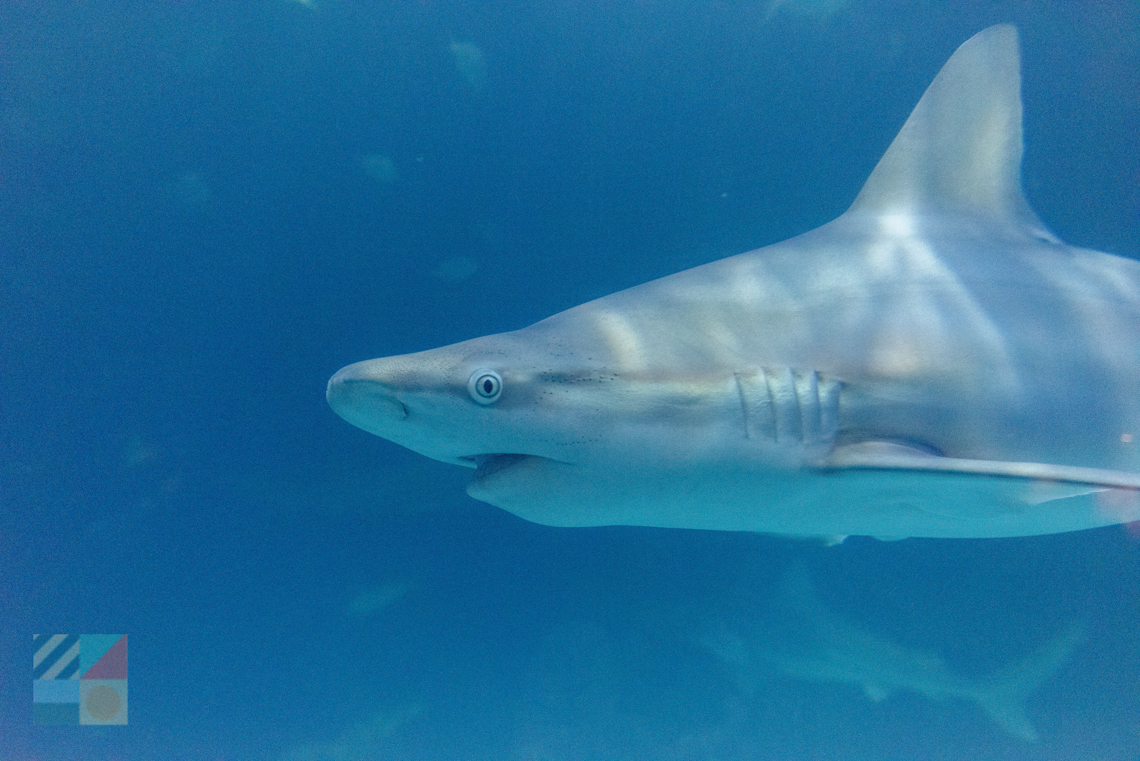 NC Aquarium on Roanoke Island
