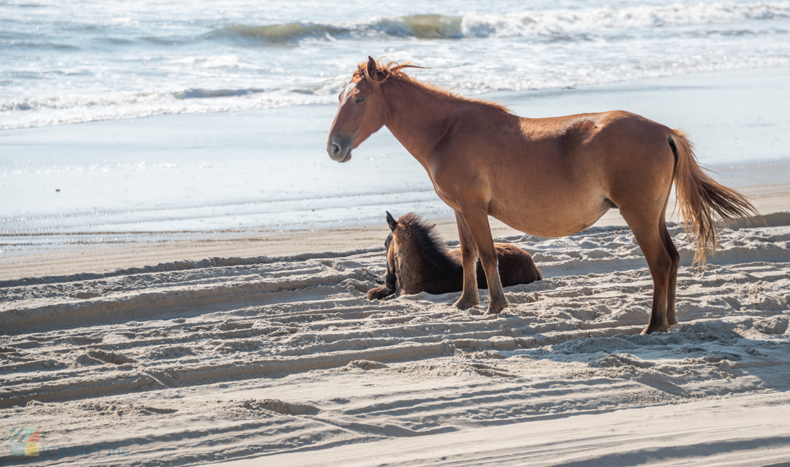 Top Outer Banks Attractions - OuterBanks.com