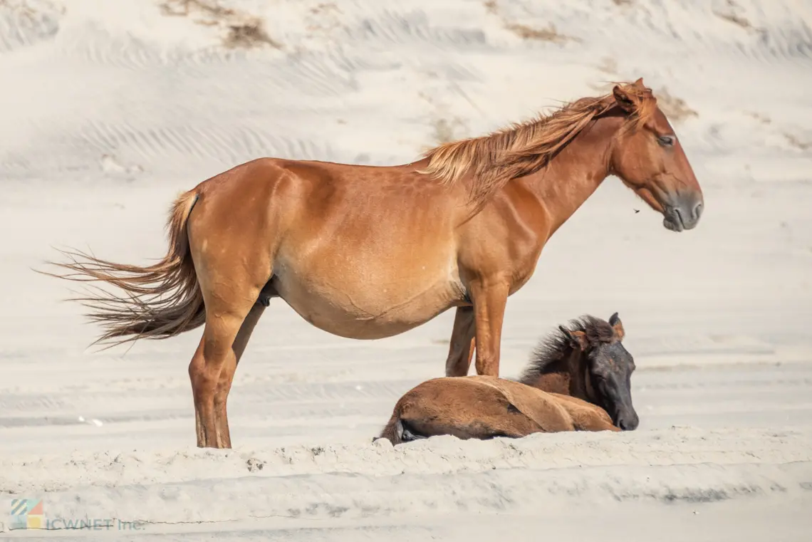 Fall, Winter and Spring on the Outer Banks