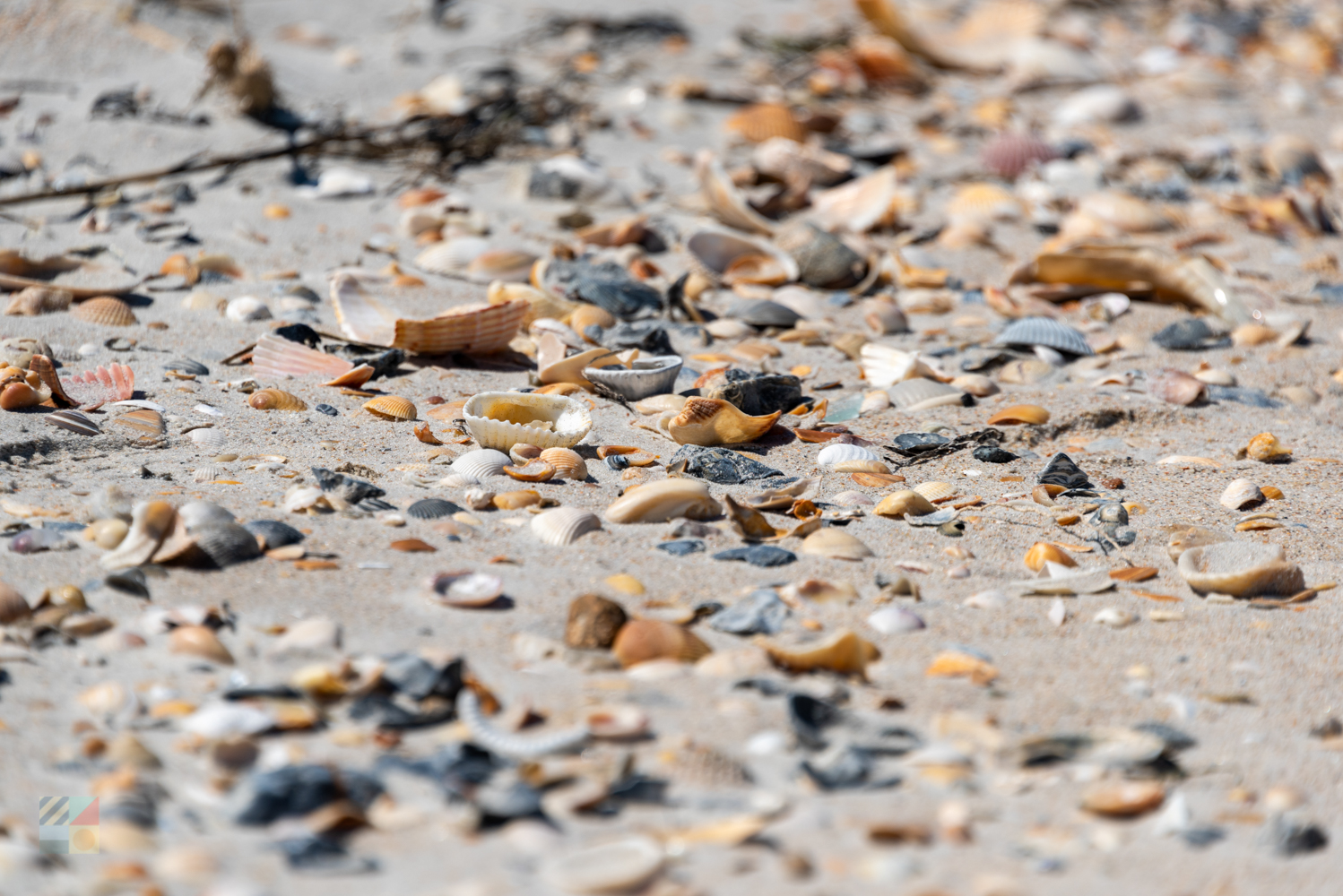 Shackleford Banks shells