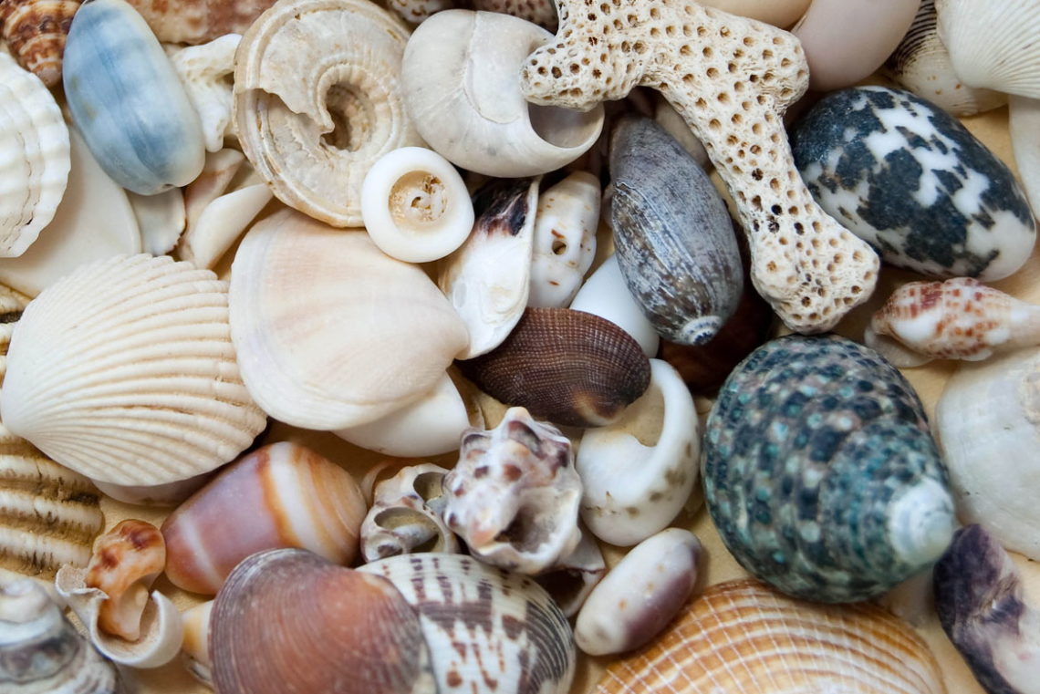 Yellow Cockle Shells  Loving Coastal Living