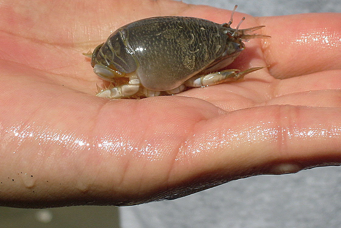 Sand Crabs - OuterBanks.com
