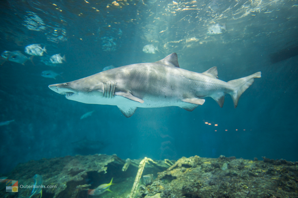 A shark at The NC Aquarium on Roanoke Island 
