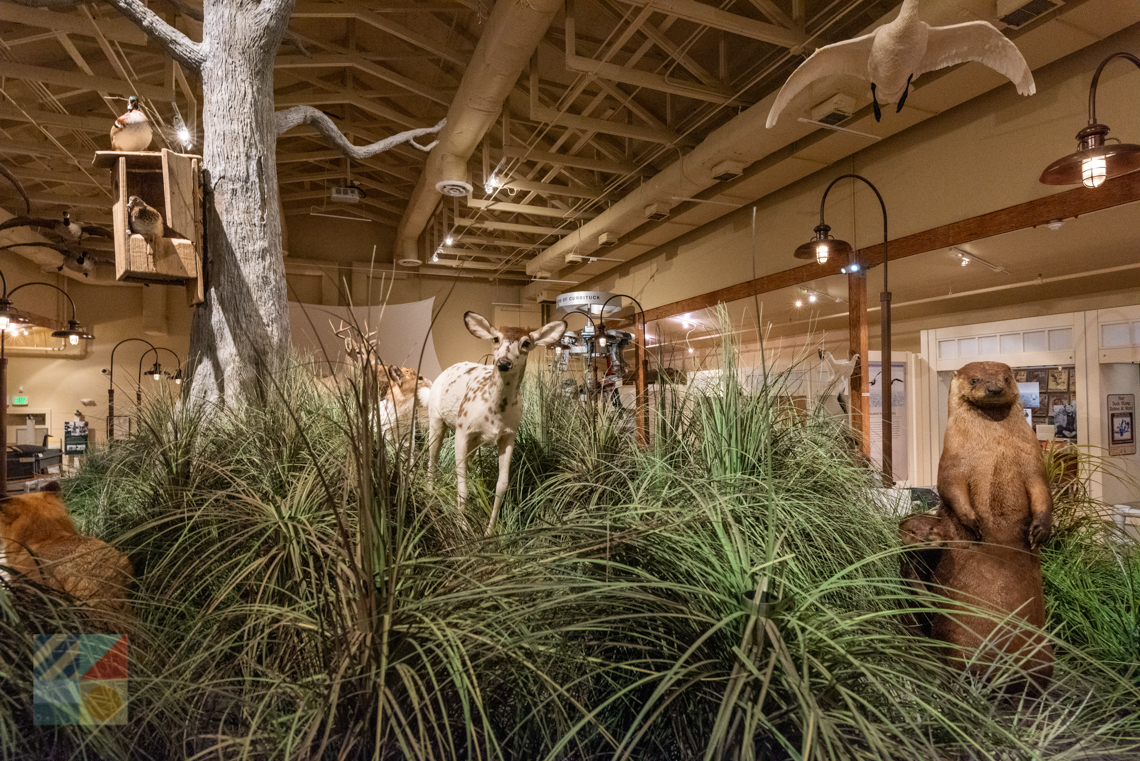 OBX Center for Wildlife Education