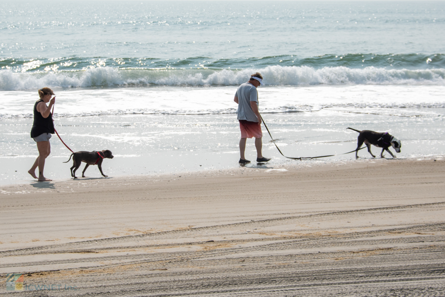 Dogs on Carova Beach