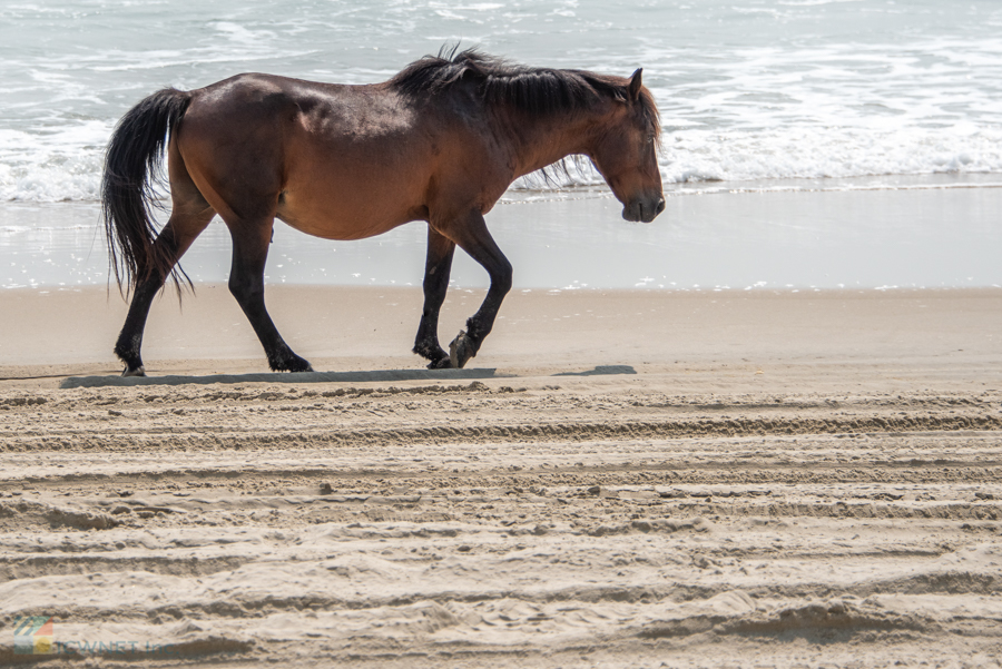Horse on Carova Beach