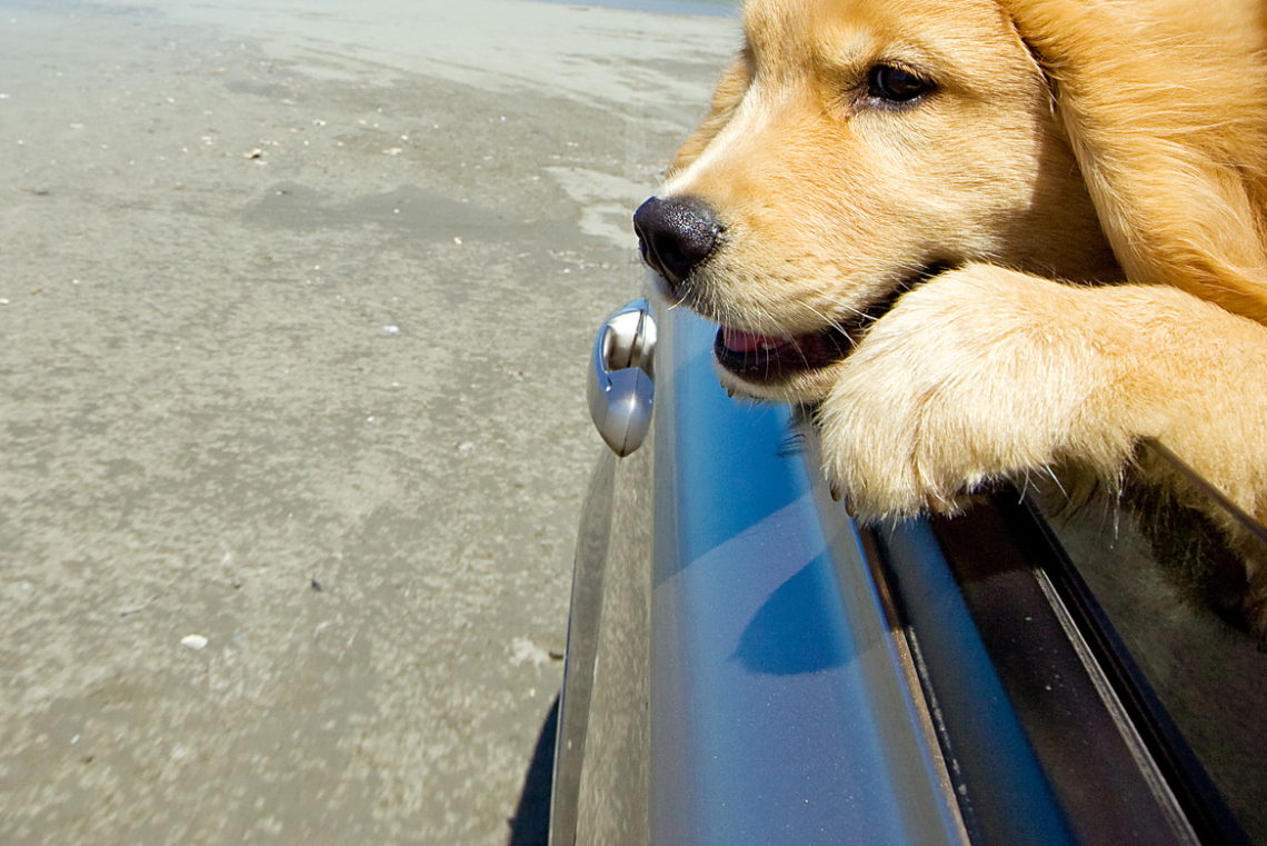 Outer Banks Pets Guide - OuterBanks.com