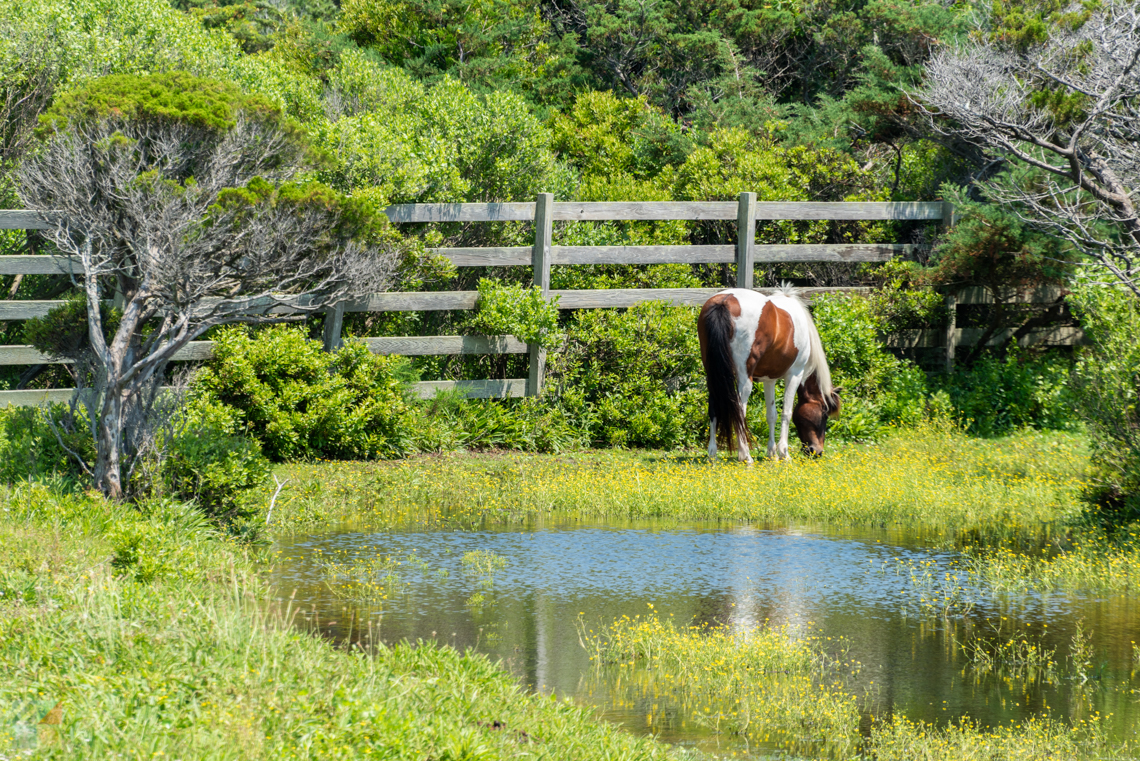 Ocracoke Pony at the pony pen