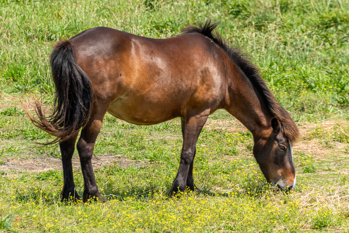 Ocracoke Pony at the pony pen