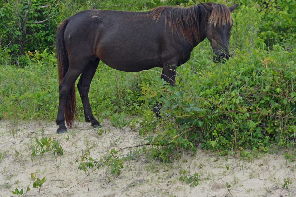 Ocracoke Wild Horses - OuterBanks.com