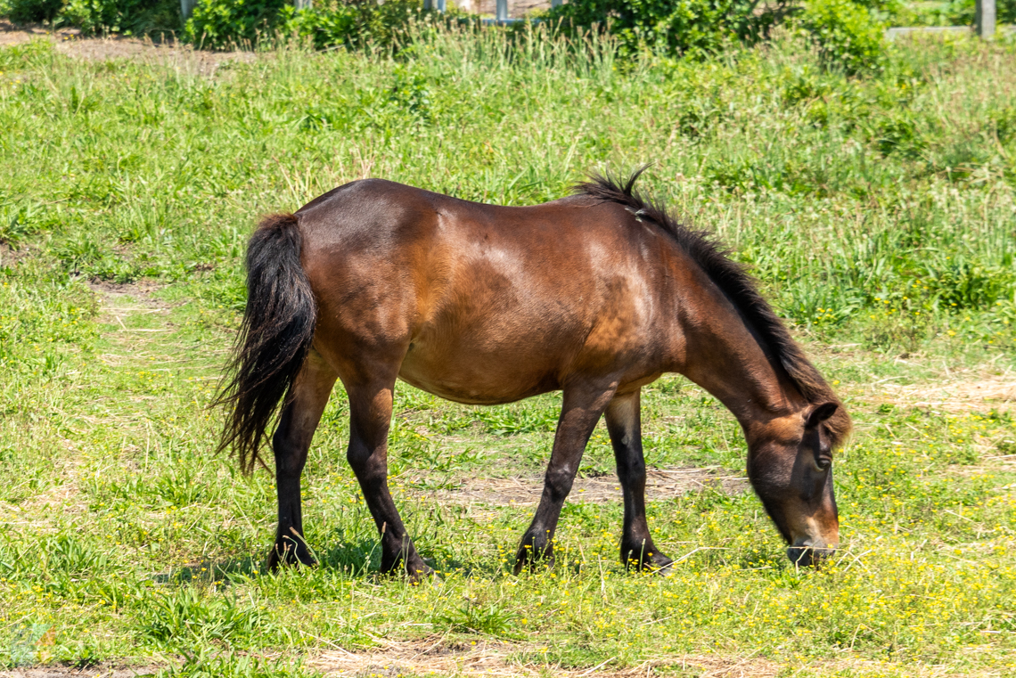 Ocracoke Island Pony Pen