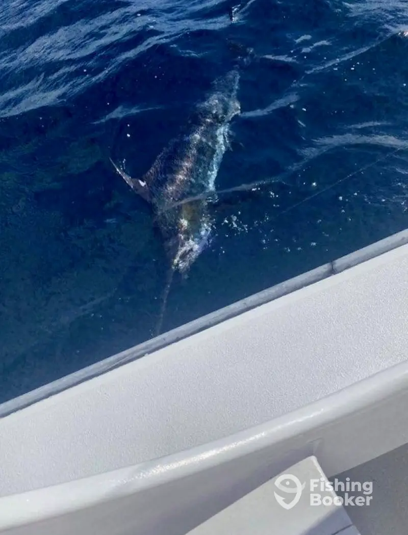 Gambler Sportfishing charter image 3