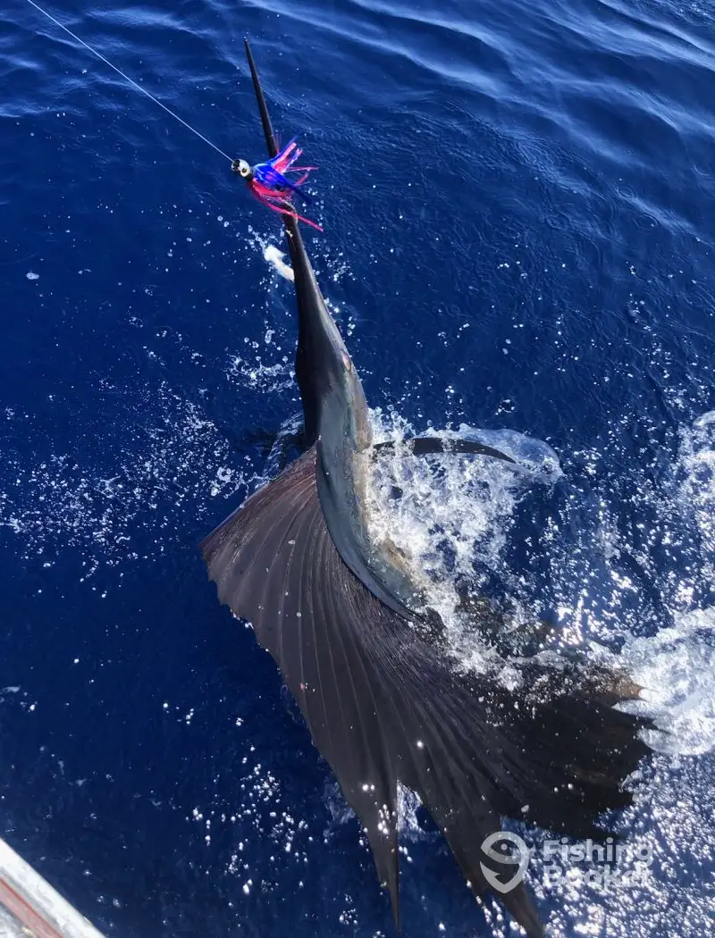 Gambler Sportfishing charter image 6
