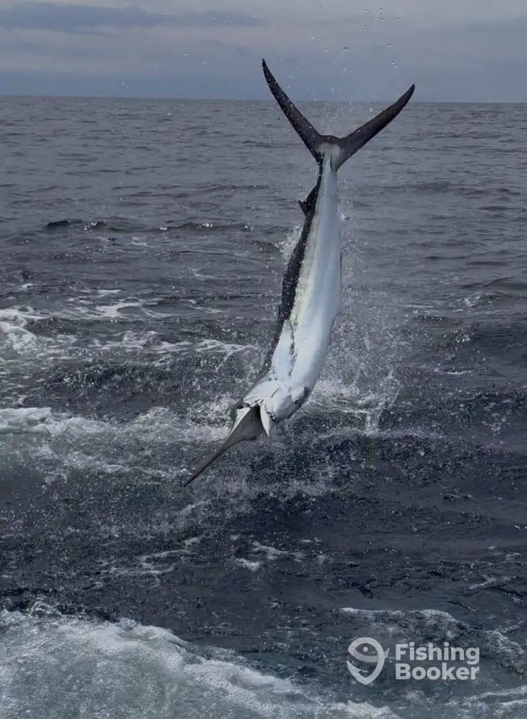 Stonestreet Sportfishing charter image 3