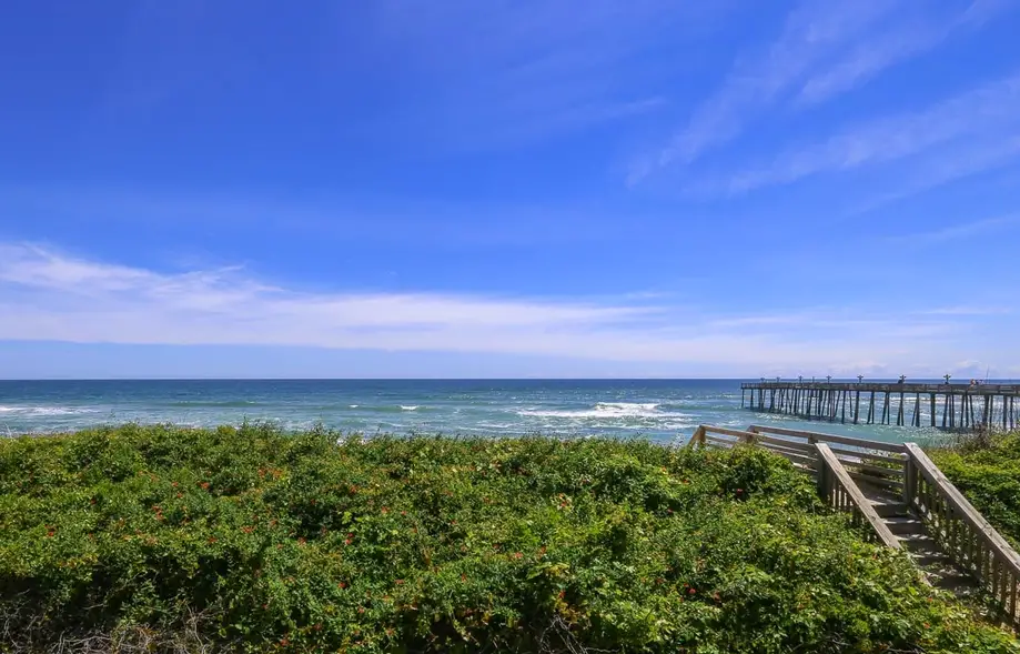 PELICANS NEST
