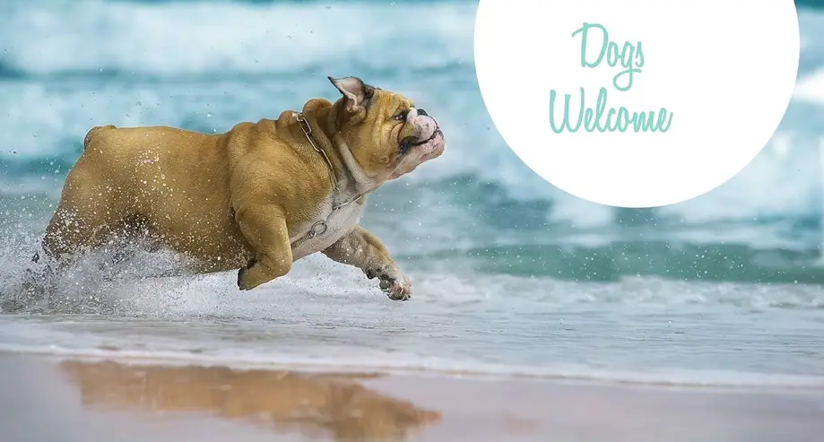 Sea Dog Escape